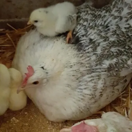 Çiftlik konaklama 7 Colonne