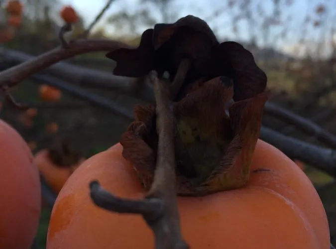 7 Colonne Alloggio per agriturismo *